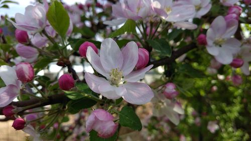 Close-up of pink flowering plant