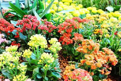 Close-up of multi colored flowers