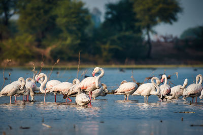 View of lesser flamingos in a lake 