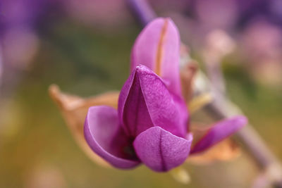 Close-up of purple flower