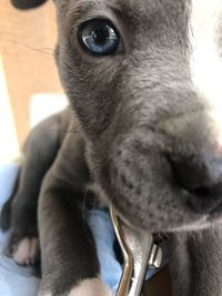 Close-up of dog looking away