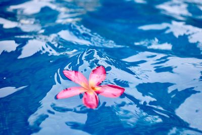 Close-up of pink lotus water lily in swimming pool