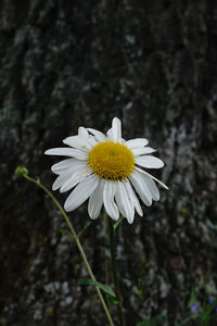 Close-up of white daisy flower