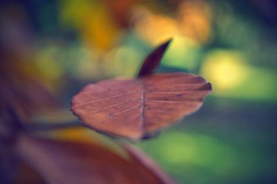 Close-up of maple leaves