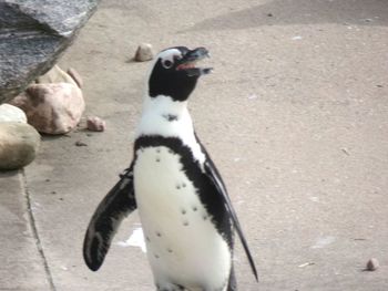 High angle view of penguin