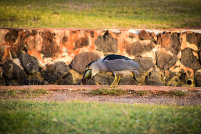 Ducks on landscape