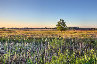 Scenic view of agricultural field against clear sky