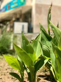 Close-up of fresh green plant