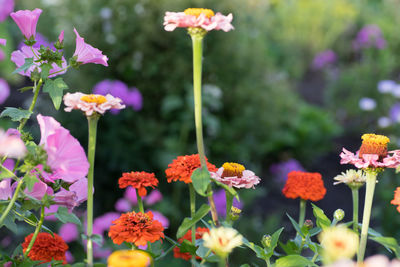 Close-up of pink flowers blooming outdoors