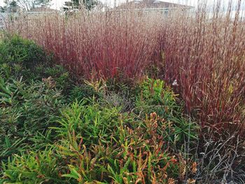 Plants growing on field