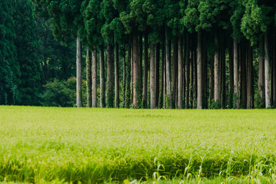 Dense forest in the background of a rice paddy in japan's countryside.
