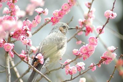 Close-up of bird perching on plum blossom tree