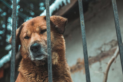 Portrait of dog