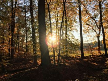 Sunlight streaming through trees in forest during autumn