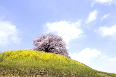 Scenic view of grassy field against sky