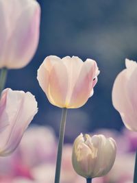 Close-up of pink roses