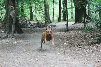 Portrait of dog running in forest