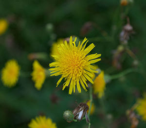 Close-up of yellow flowering plant on field