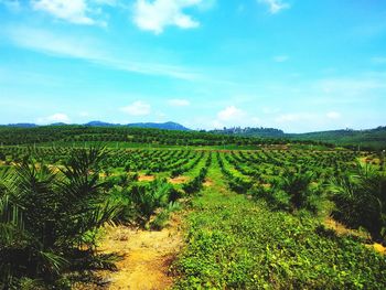 Scenic view of field against cloudy sky