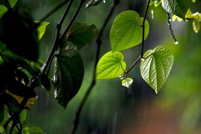 Close-up of green leaves on plant