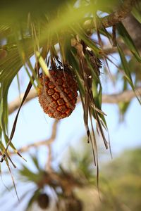 Close-up of fruit growing on tree