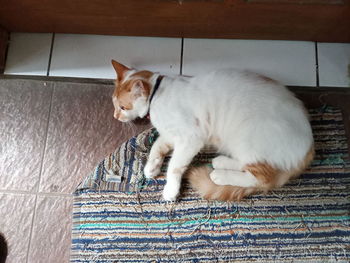 High angle view of a cat resting on floor