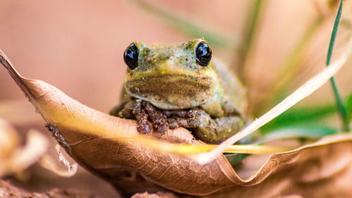 Close-up of frog