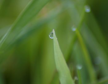 Close-up of water drops on grass