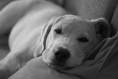 Close-up portrait of dog