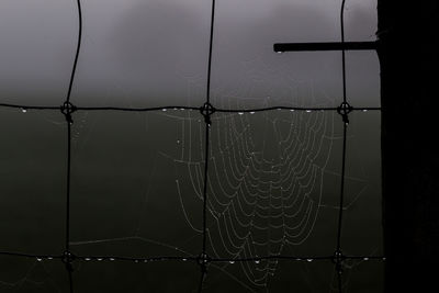 spider web