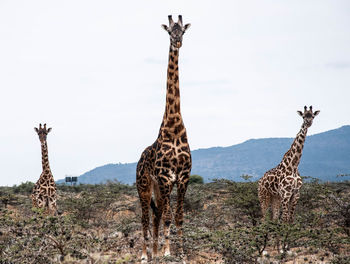 Giraffes on field against sky