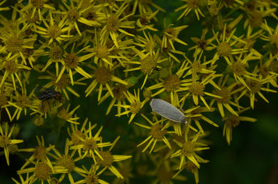 High angle view of butterfly on plant