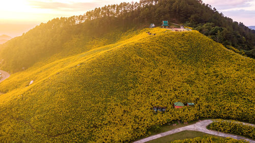 Scenic view of agricultural field against sky