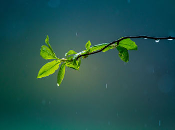 Beautiful, fresh leaves of the bird cherry tree in the spring. 