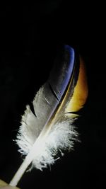 feather