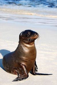 Sea lion from galapagos