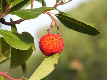 Close-up of red berries growing on tree