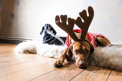 Portrait of dog relaxing on hardwood floor