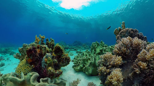 View of fish swimming in sea