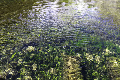 High angle view of plants in lake