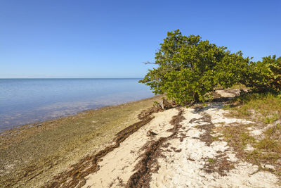 Scenic view of sea against clear sky