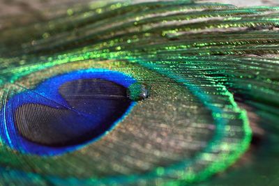 Close-up of peacock