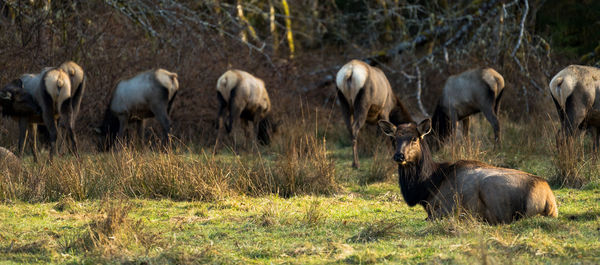 Elk grazing on field