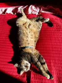 Close-up of cat lying on bed