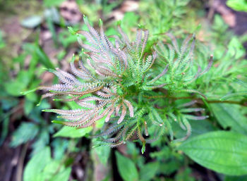 High angle view of plant