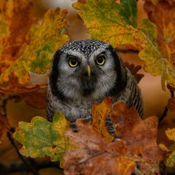 owl