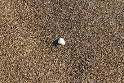 High angle view of seashell on sand