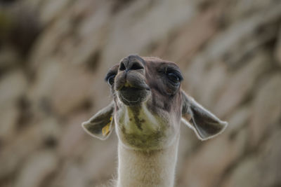 Close-up portrait of an animal