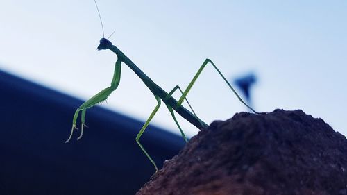Close-up of insect on plant against sky