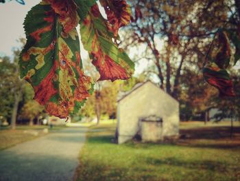 Close-up of autumn tree in park